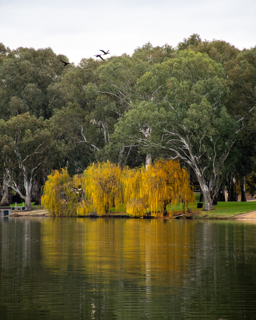 Weeping Willows  by nannasgotitgoingon