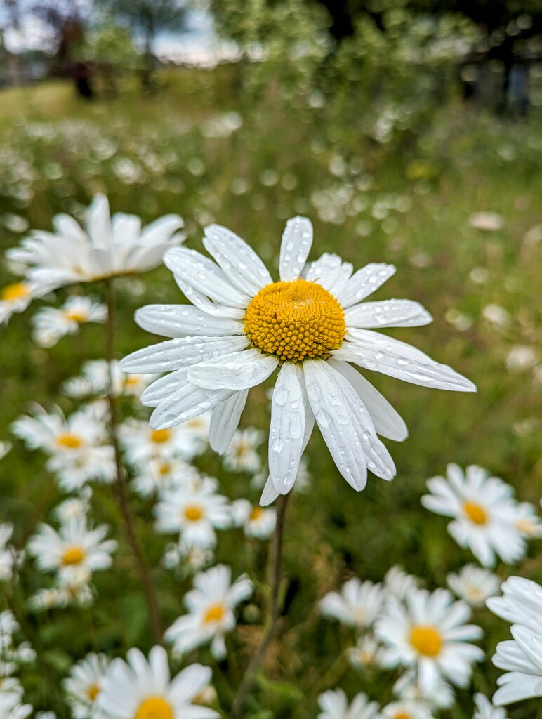 Perfect petals  by boxplayer