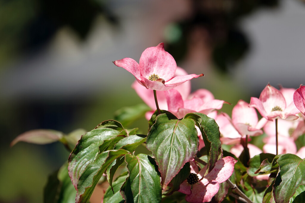 Pink Flowering Dogwood Tree  by seattlite