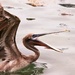 Brown Pelican by randy23