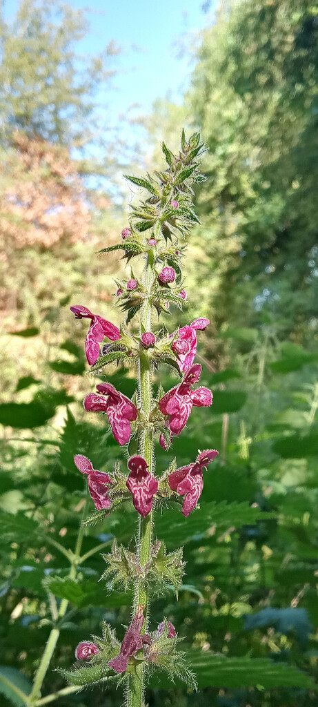 Hedge Woundwort  by 365projectorgjoworboys