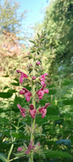 18th Jun 2024 - Hedge Woundwort 