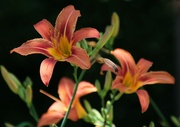 18th Jun 2024 - Lilies