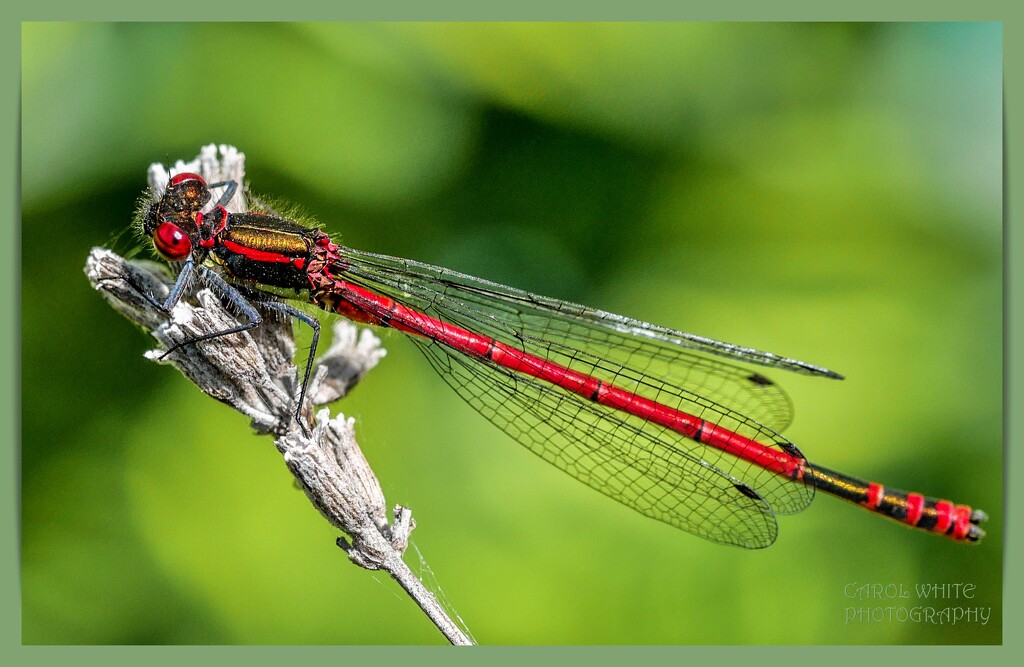 Large Red Damselfly by carolmw