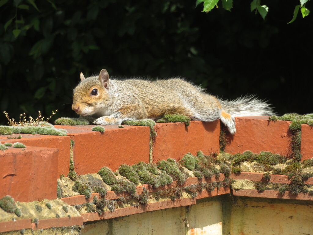 Sunbathing squirrel by felicityms