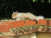 18th Jun 2024 - Sunbathing squirrel