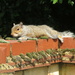 Sunbathing squirrel