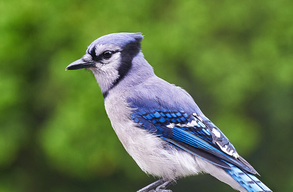 Handsome Jay by gardencat