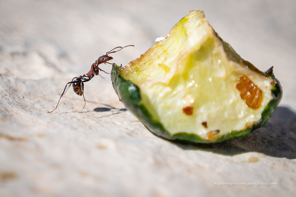 Don't drop your food by nigelrogers