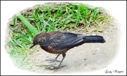 18th Jun 2024 - Mrs. Blackbird on the Search