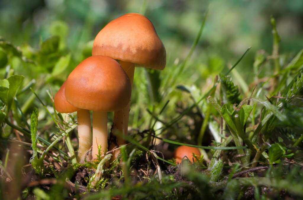 Mushrooms by okvalle