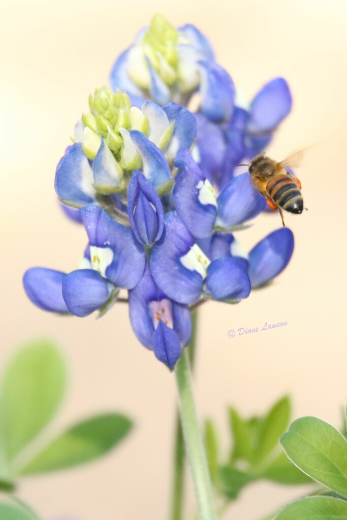 Beautiful Bee by flygirl