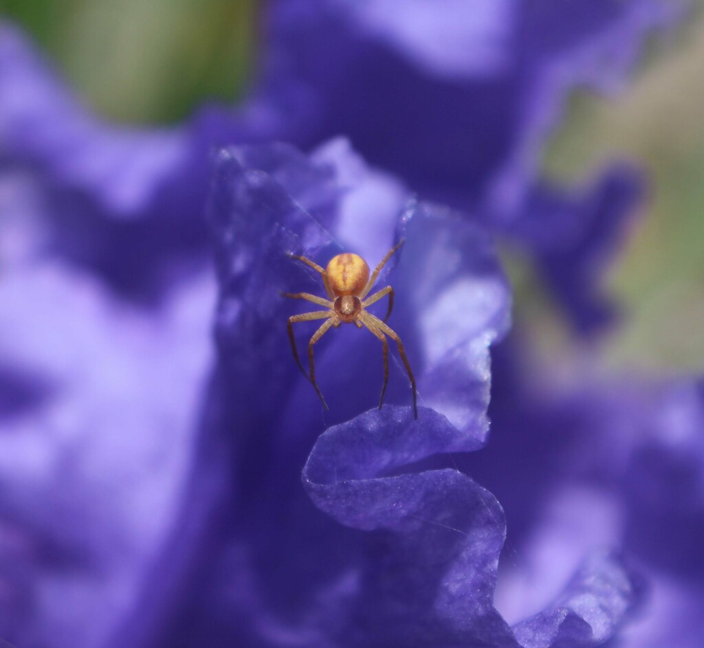 Orange Spider On Purple Iris by paintdipper