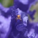 Orange Spider On Purple Iris