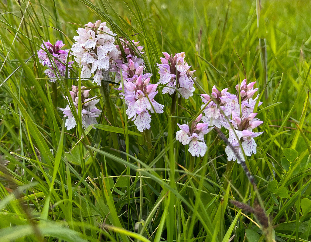 Heath Spotted Orchid by lifeat60degrees