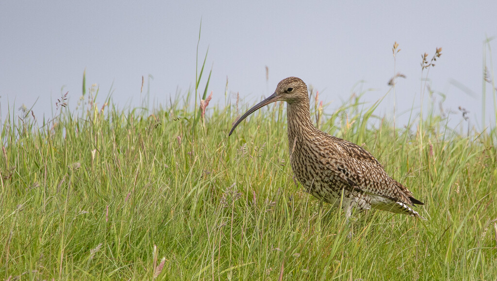Daily Curlew by lifeat60degrees