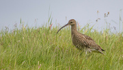 18th Jun 2024 - Daily Curlew