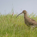 Daily Curlew by lifeat60degrees