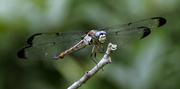 18th Jun 2024 - A dragonfly