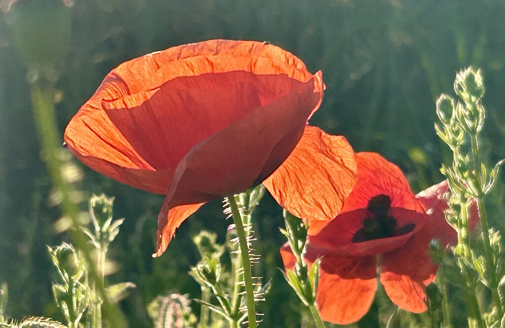 Backlit Poppies by phil_sandford