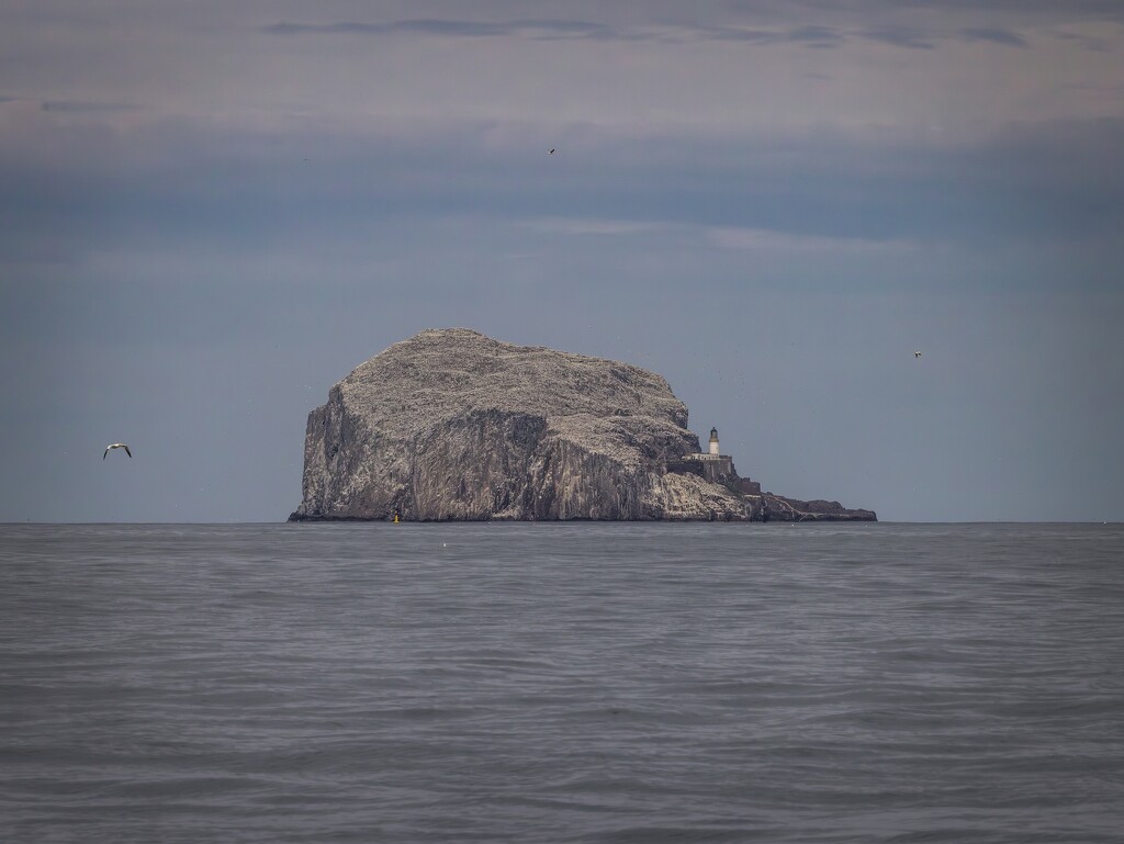 The Bass Rock  by billdavidson