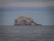 18th Jun 2024 - The Bass Rock 
