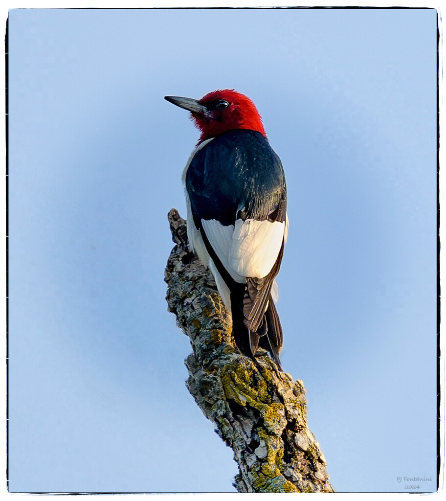 Red-Headed Woodpecker by bluemoon