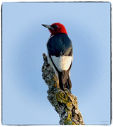 17th Jun 2024 - Red-Headed Woodpecker