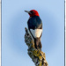 Red-Headed Woodpecker by bluemoon