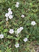 18th Jun 2024 - Little White Flowers