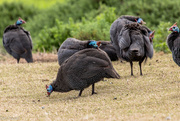 15th Jun 2024 - Guinea Fowl