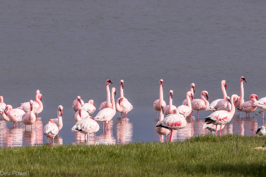 Lesser Flamingos by seacreature