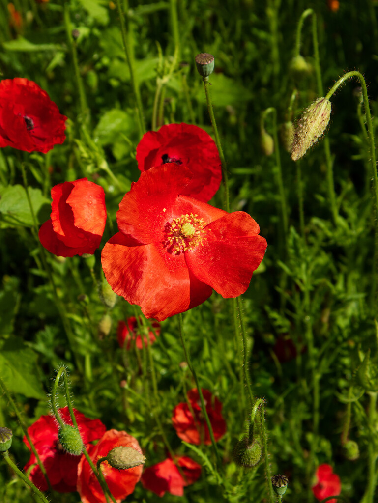 poppies  by josiegilbert