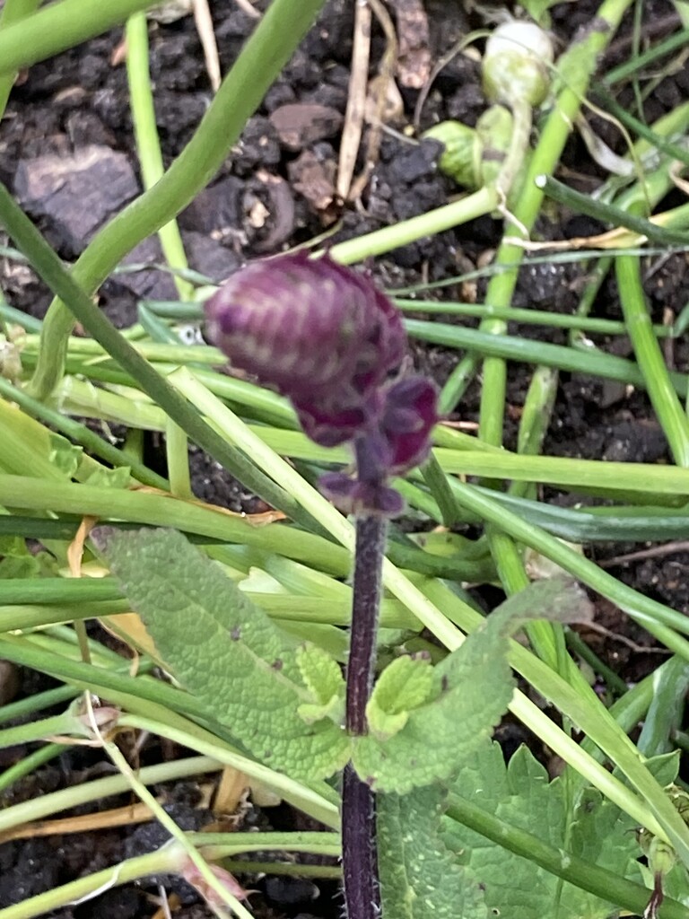 Salvia Bud by cataylor41