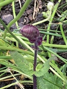 15th Jun 2024 - Salvia Bud