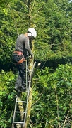 18th Jun 2024 - Man up a Tree