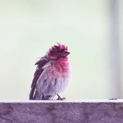 18th Jun 2024 - Cassin's Finch