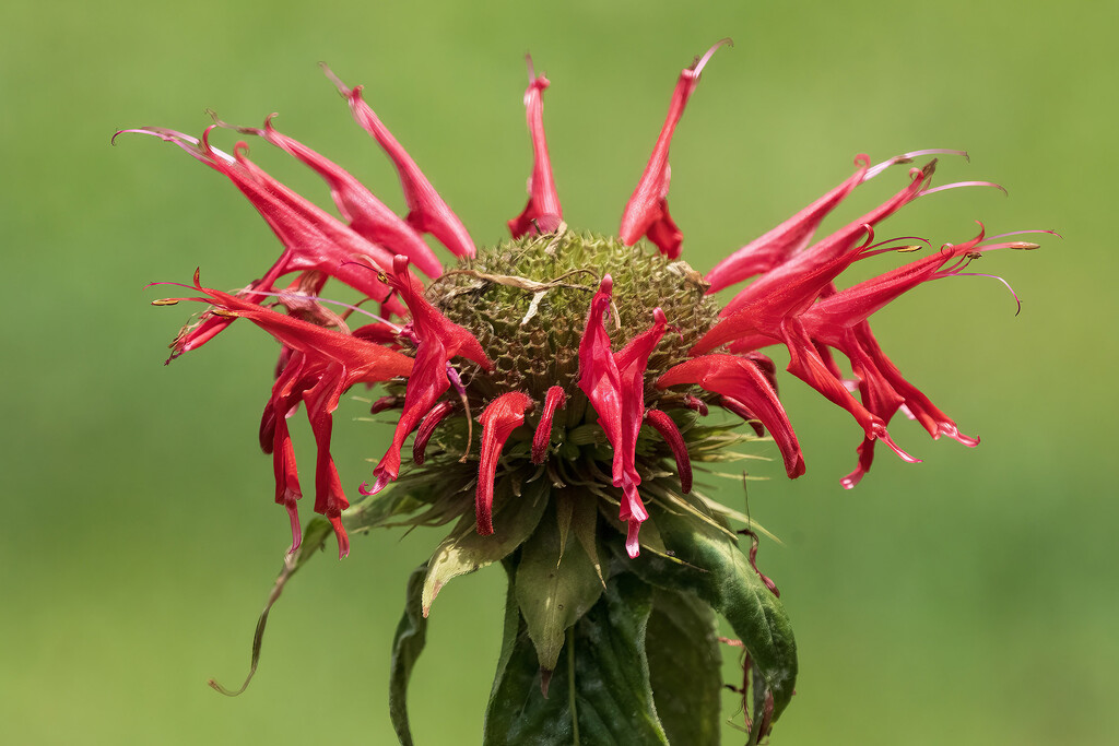 Bee Balm by k9photo