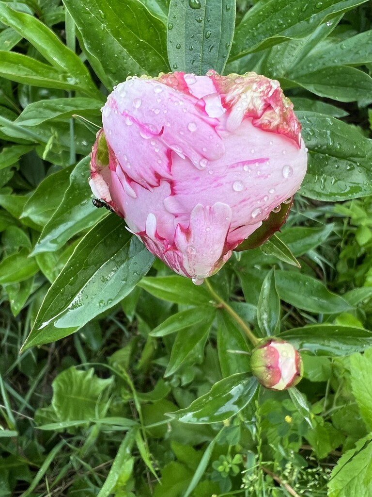 Pink Peony after the Rain by radiogirl