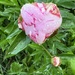 Pink Peony after the Rain