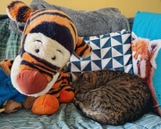 18th Jun 2024 - Tiggers bounce