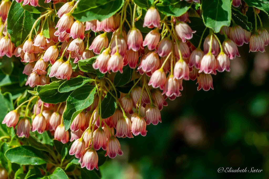 Enkianthus campanulatus by elisasaeter