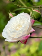 15th Jun 2024 - White rose 