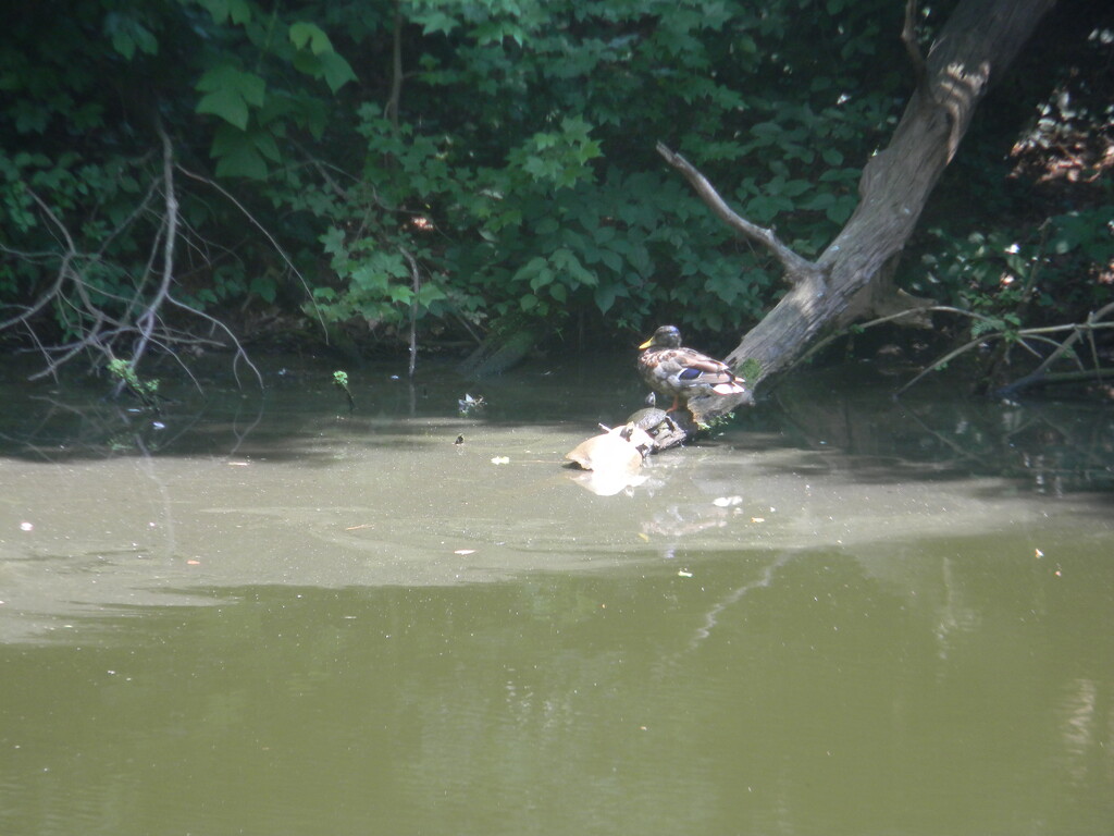 Two Turtles and Duck by sfeldphotos