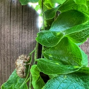 17th Jun 2024 - A Cicada shell on our back fence
