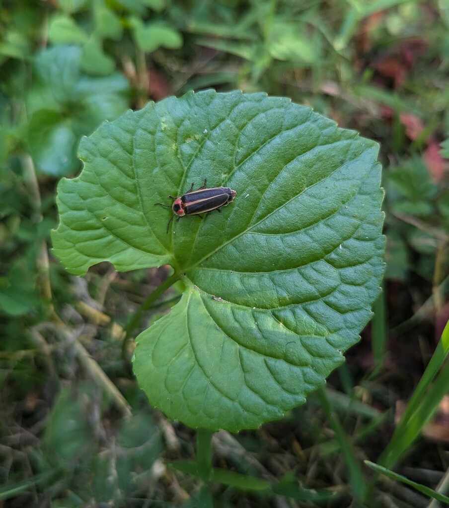 Lightning Bug Friend is Back by julie