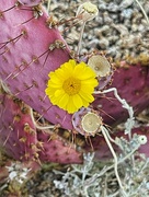 17th Jun 2024 - 6 17 Desert Marigold in the Prickly Pear