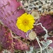 6 17 Desert Marigold in the Prickly Pear by sandlily