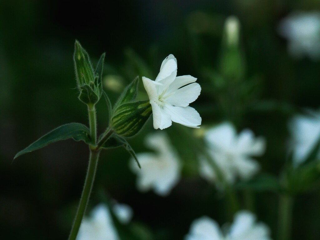 White Campion by ljmanning