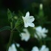 White Campion by ljmanning